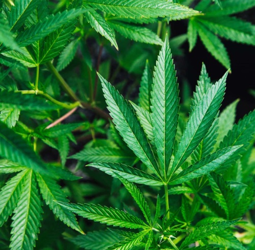 Leaves of marijuana plants.