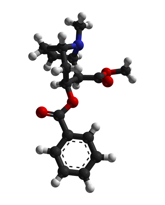 Molecular model of cocaine.