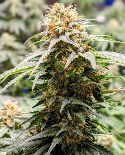 A marijuana plant.